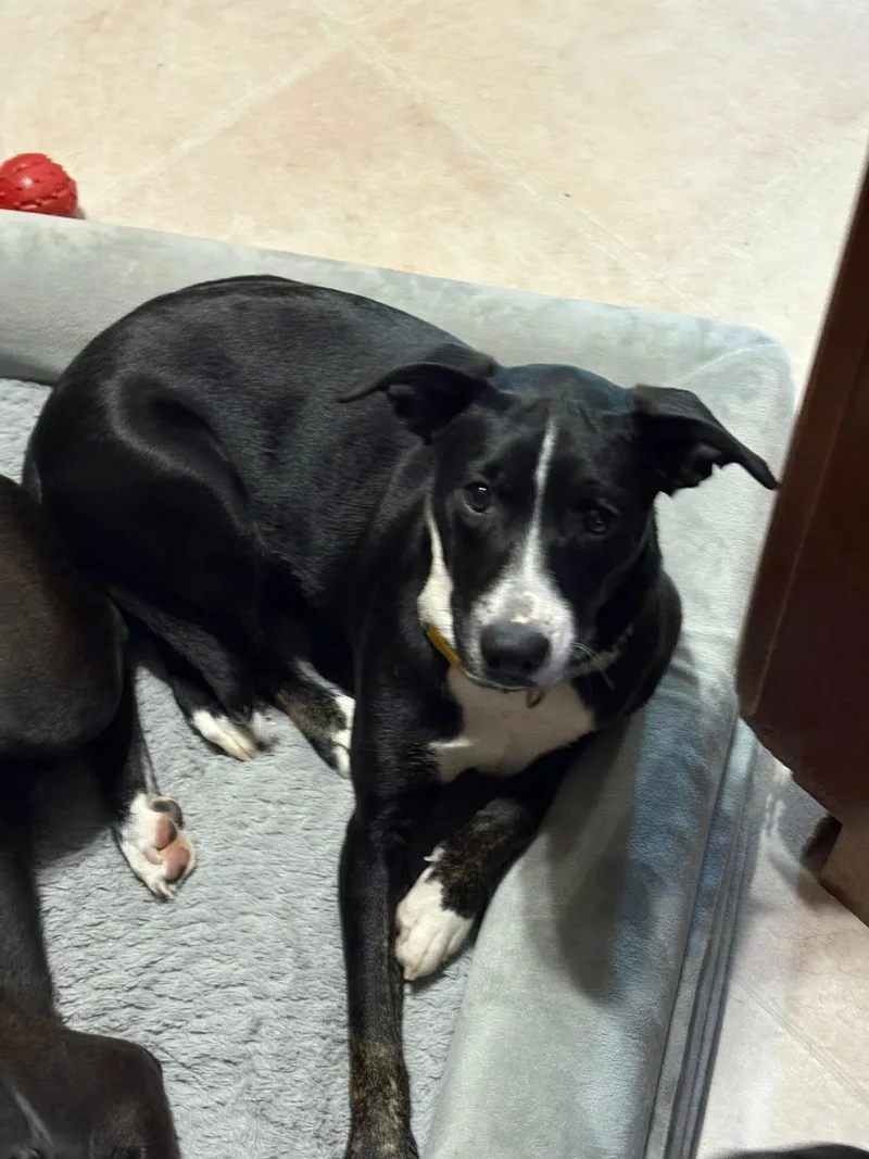 Suri Sir thumbnail 4