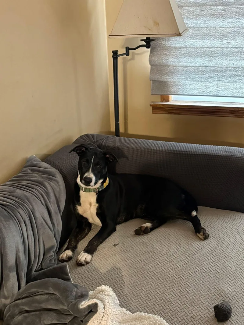 Suri Sir thumbnail 5