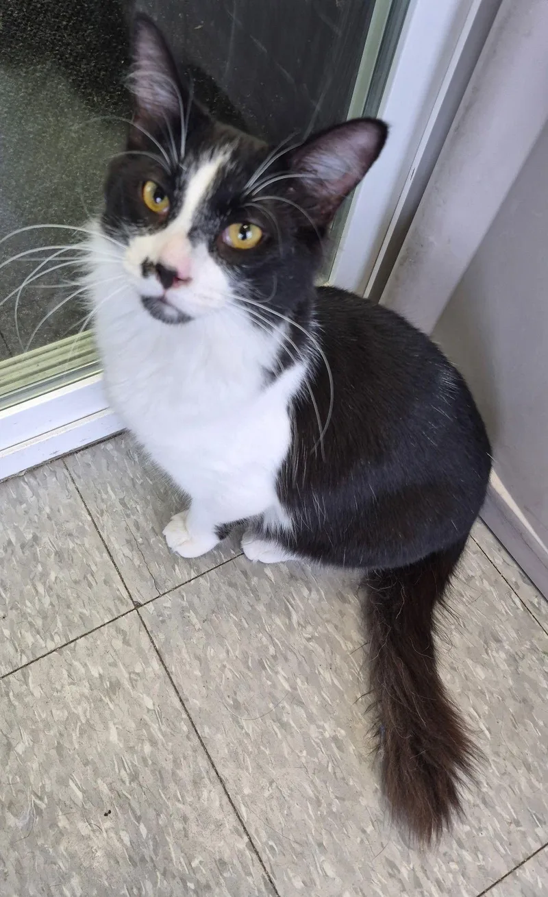 Prince Charming thumbnail 2