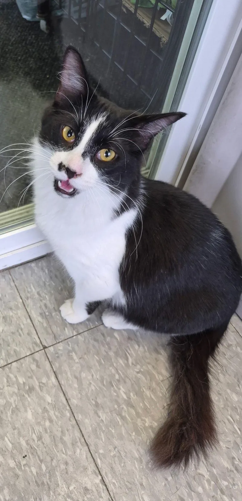 Prince Charming thumbnail 3