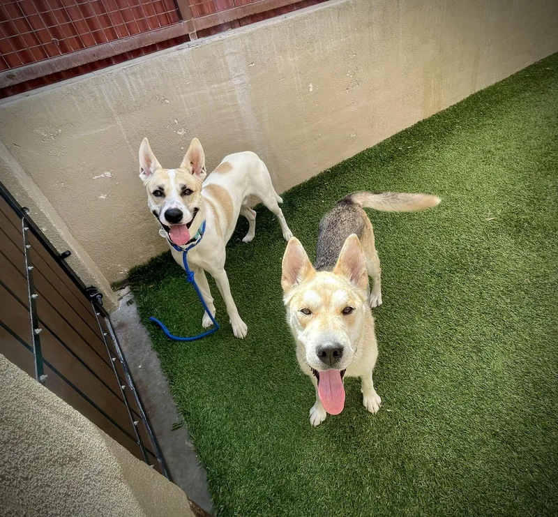 Moonshine thumbnail 2