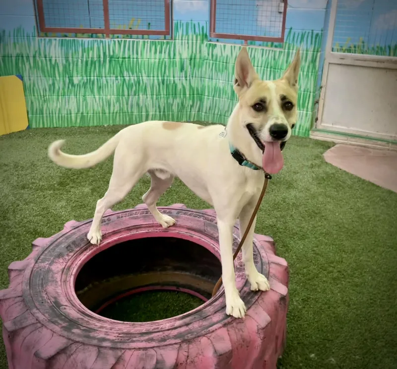 Moonshine thumbnail 3