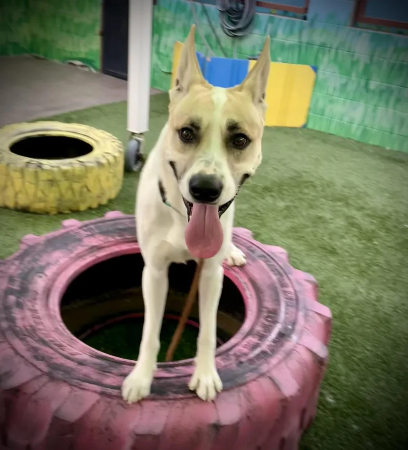 Moonshine thumbnail 4