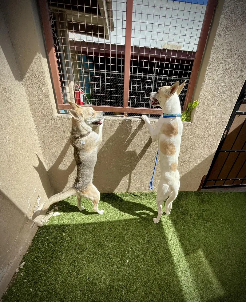 Moonshine thumbnail 5