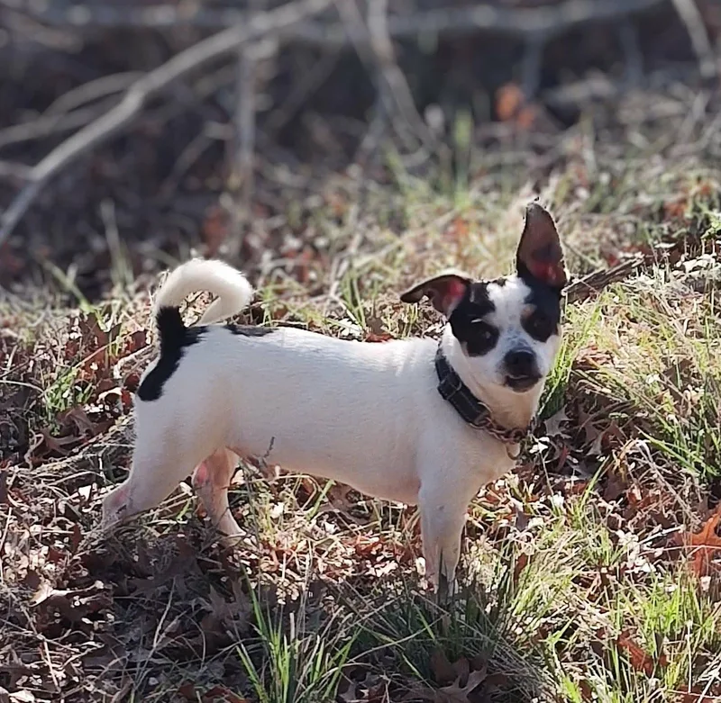 Rocket Man thumbnail 2