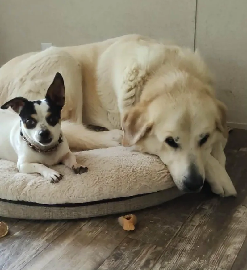 Rocket Man thumbnail 3