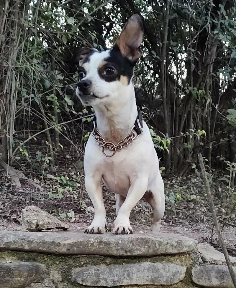 Rocket Man thumbnail 4