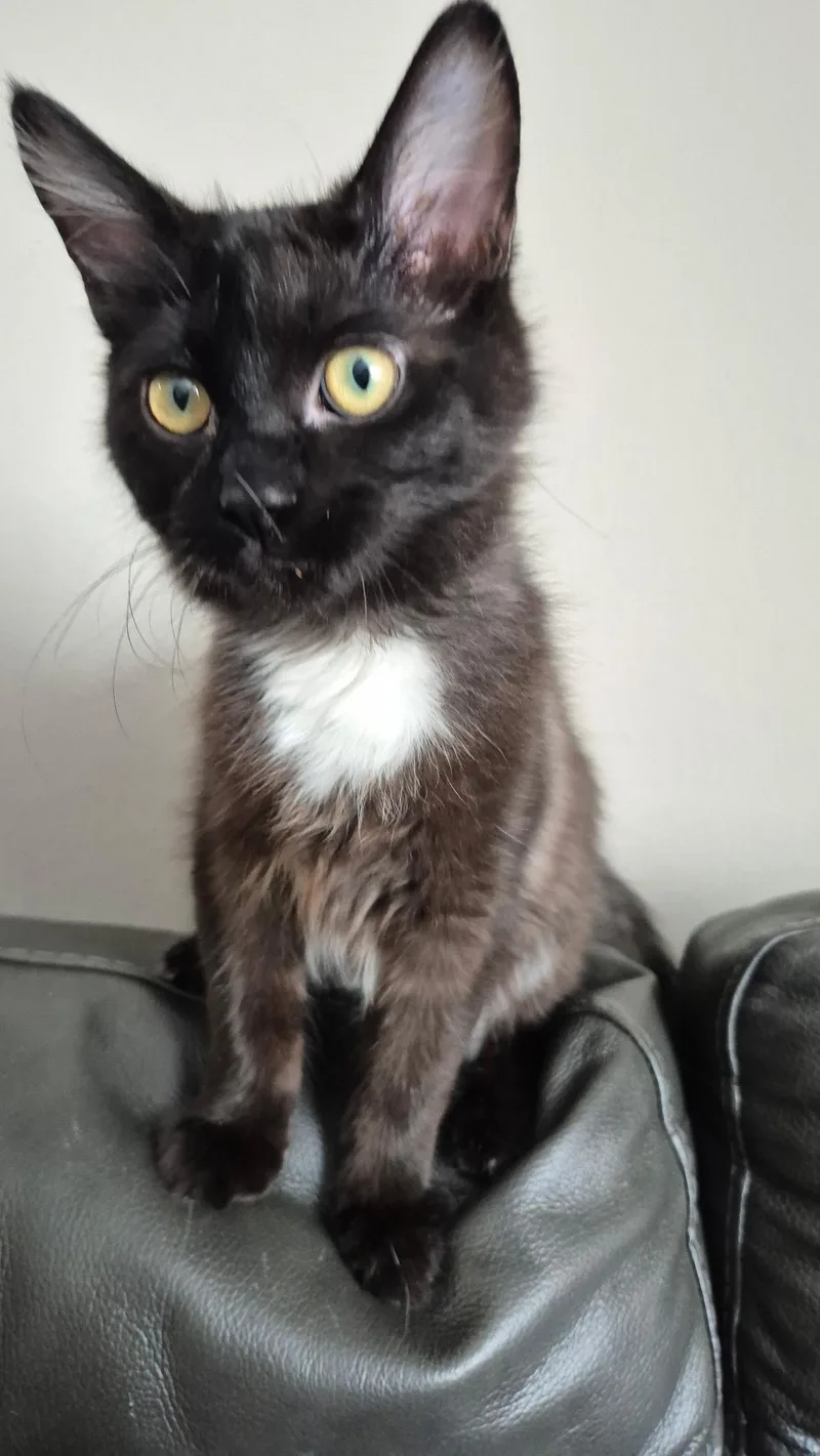 Marshall thumbnail 2