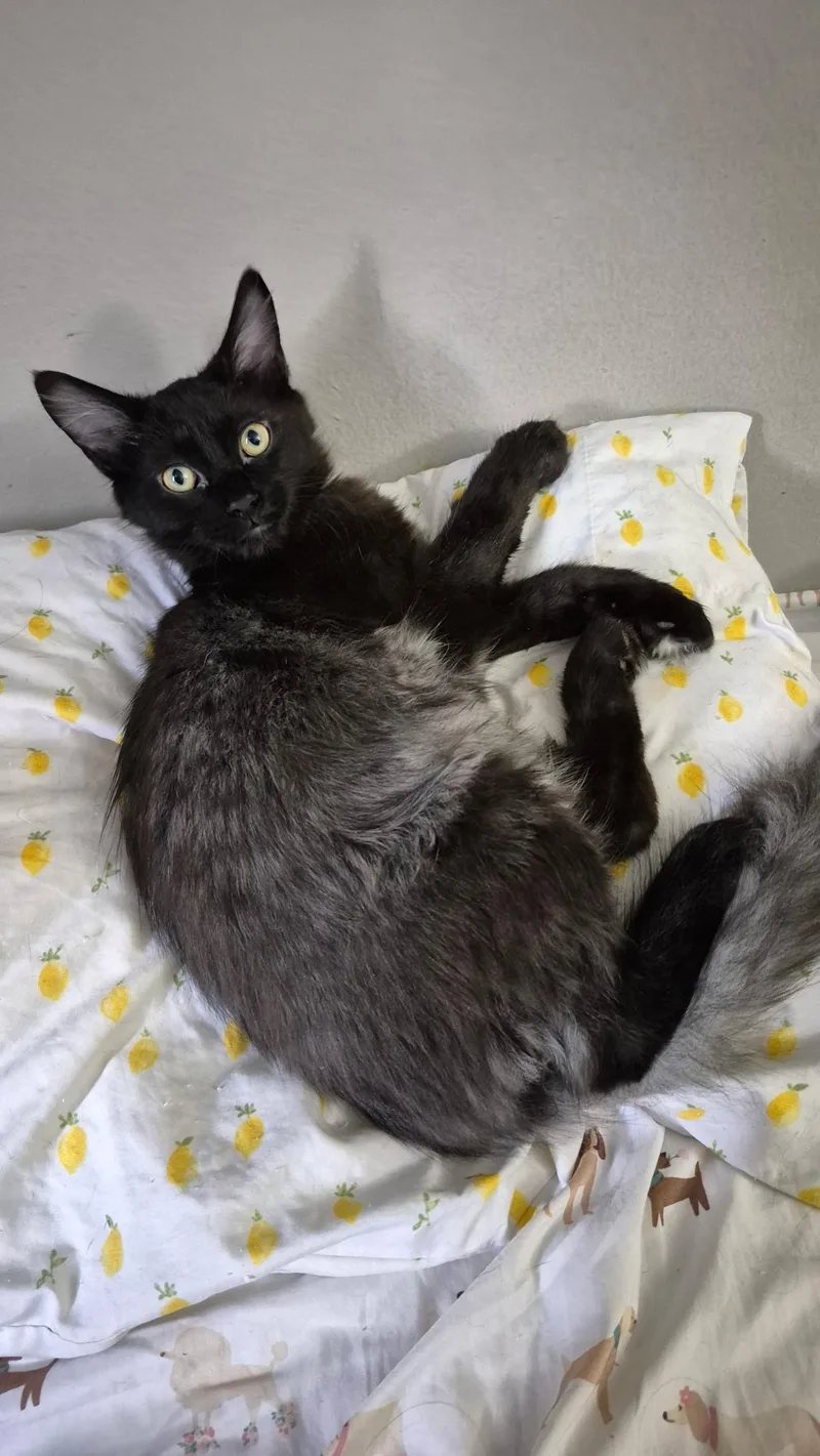 Marshall thumbnail 3