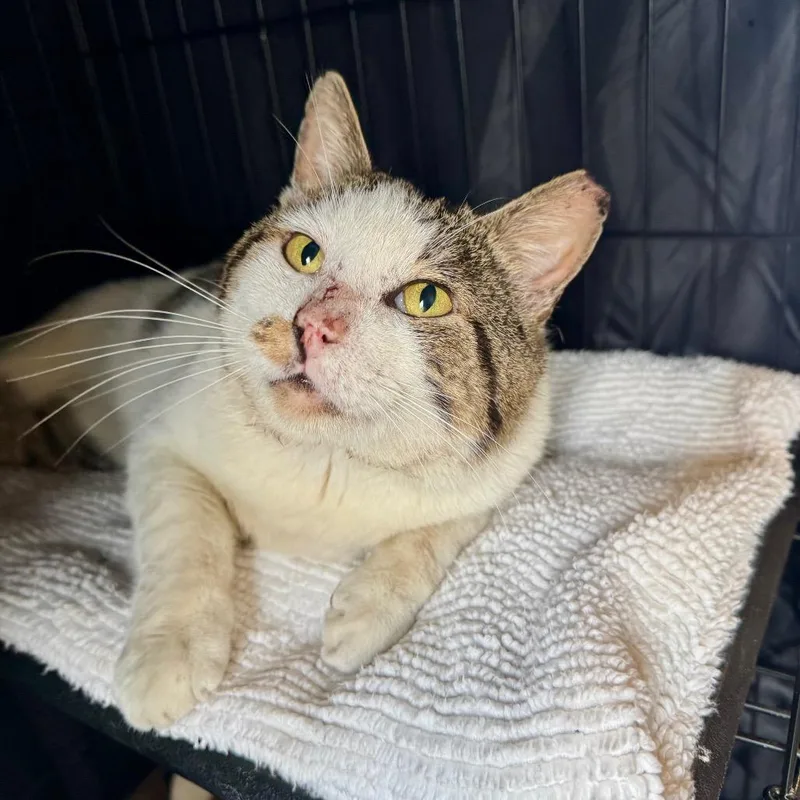 Fab Freddy thumbnail 2