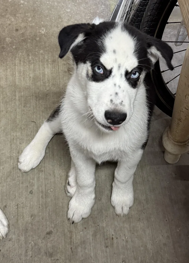 Freckles thumbnail 4