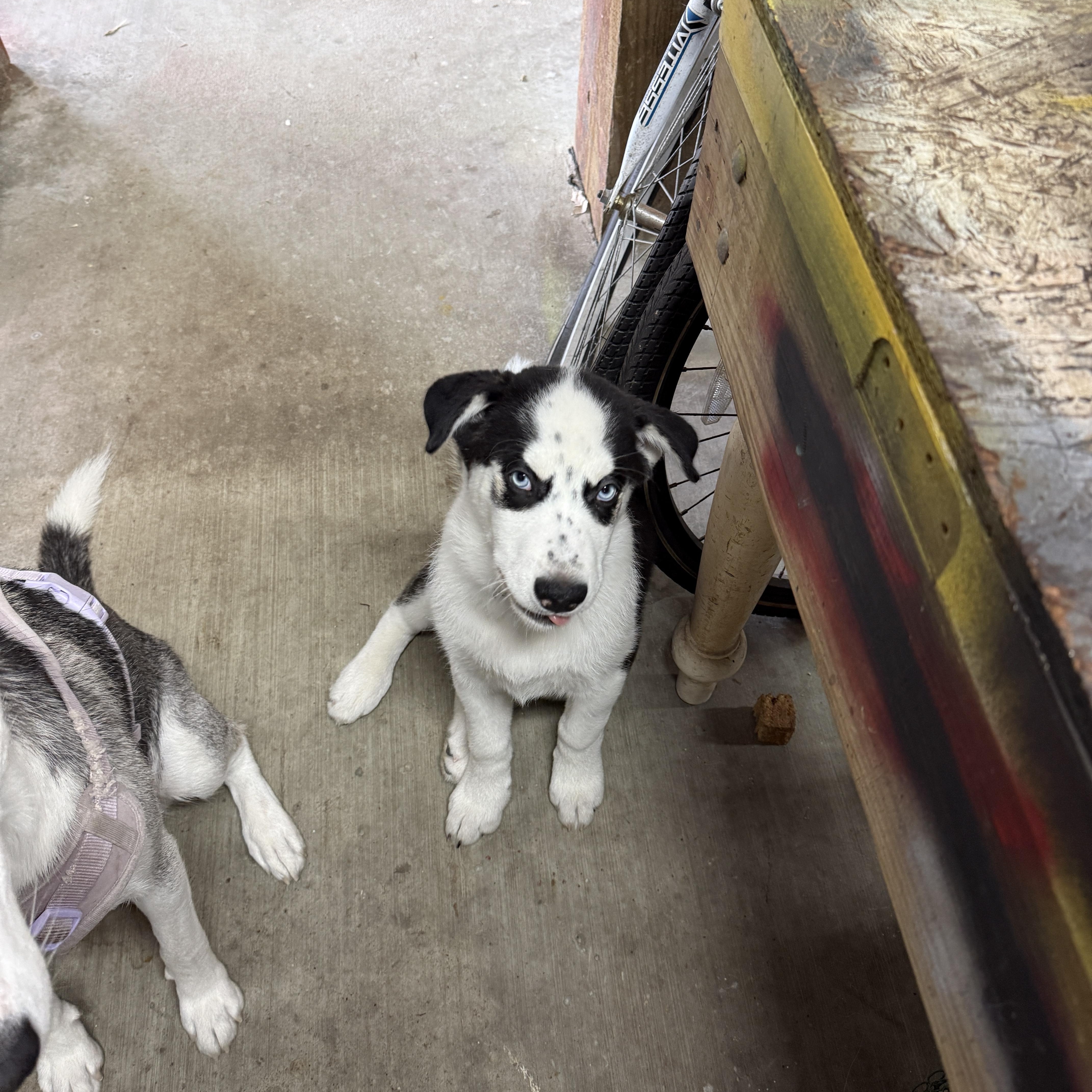 Freckles thumbnail 5