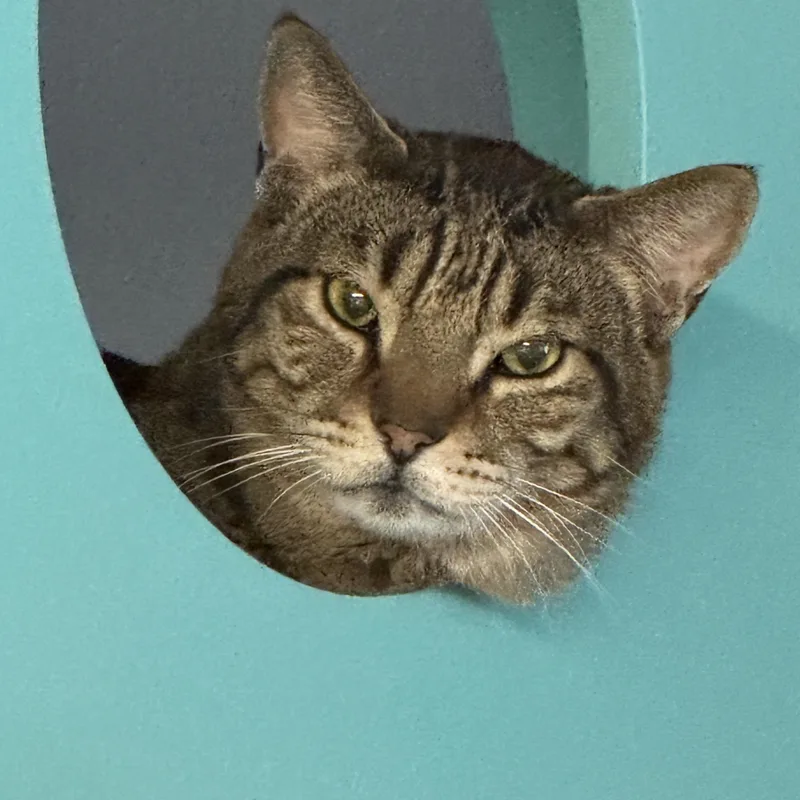 A senior large-sized male Tabby (Brown / Chocolate) Tabby cat named Leon for adoption in Phoenix, AZ