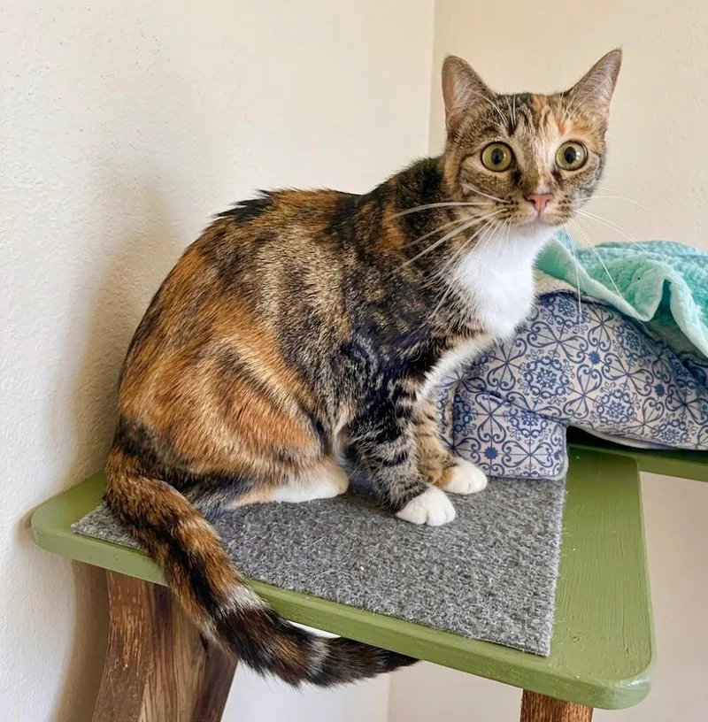 Smoochie thumbnail 3