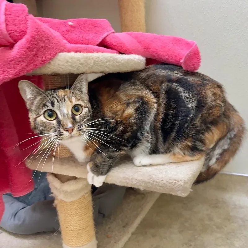 Smoochie thumbnail 4