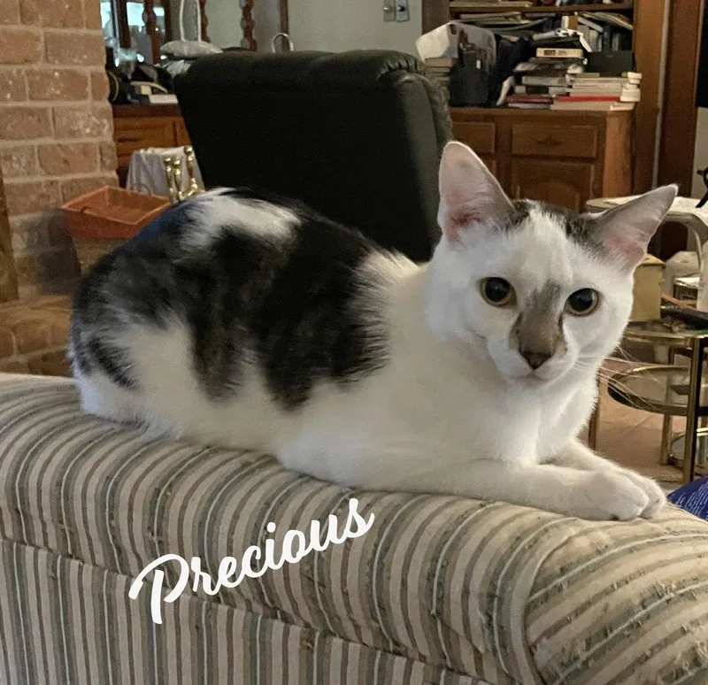 Precious Antiquemalllitter