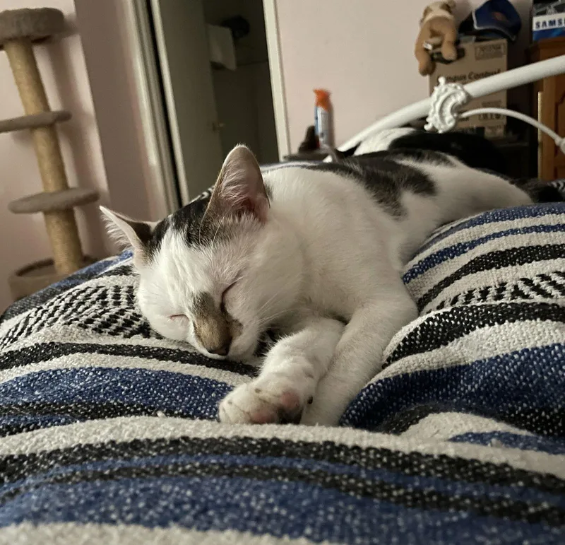 Precious Antiquemalllitter thumbnail 2