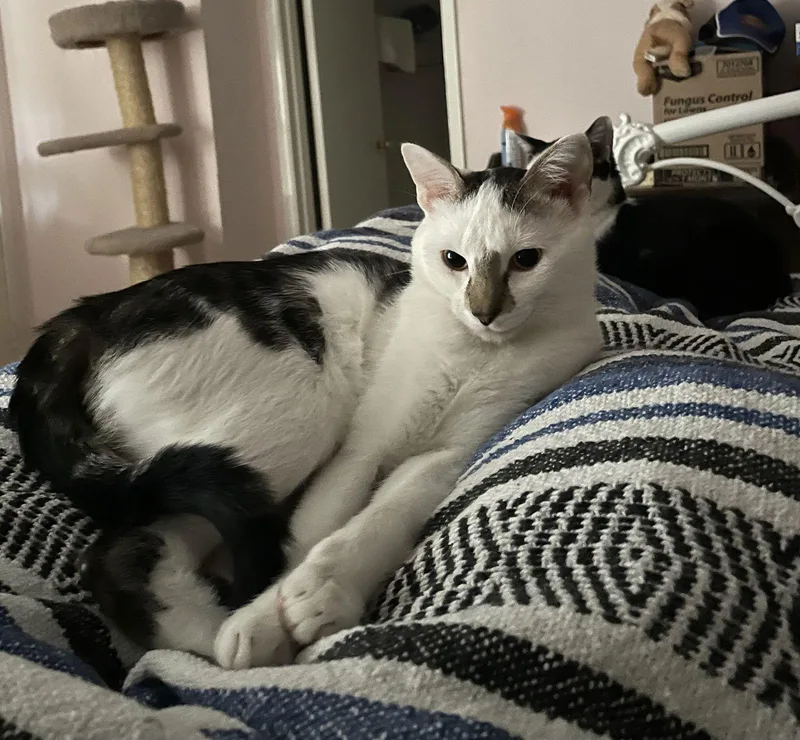 Precious Antiquemalllitter thumbnail 3