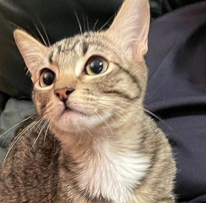 Taz Antiquemalllitter thumbnail 2