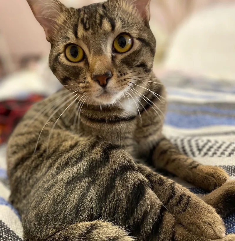 Taz Antiquemalllitter thumbnail 3