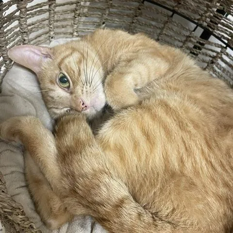 Chesterfield thumbnail 2