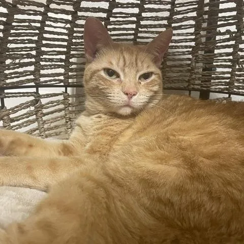 Chesterfield thumbnail 3