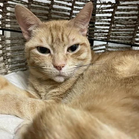 Chesterfield thumbnail 4