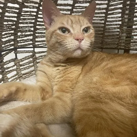 Chesterfield thumbnail 5