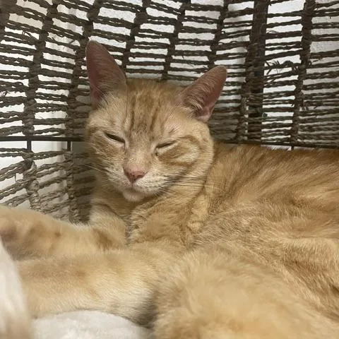 Chesterfield thumbnail 6