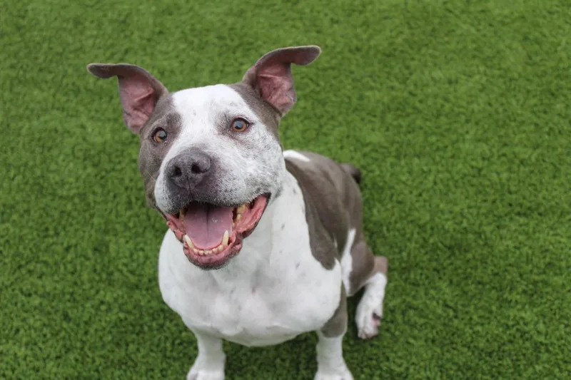 Mr. Blue thumbnail 2