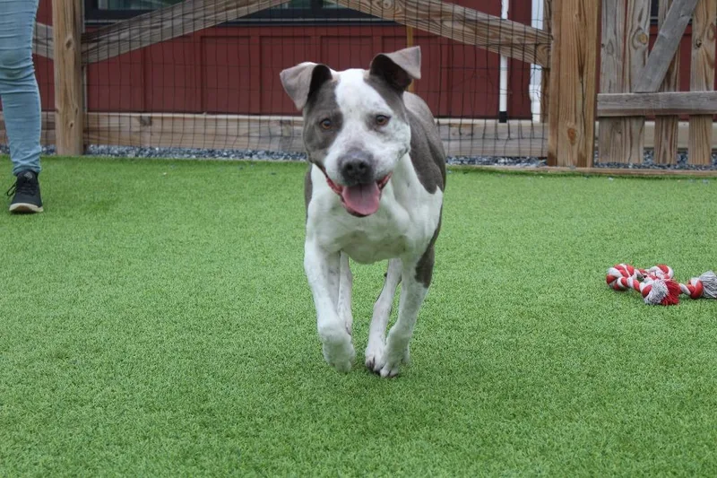 Mr. Blue thumbnail 3