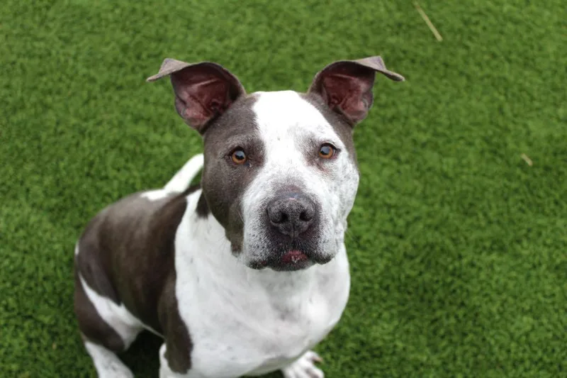 Mr. Blue thumbnail 4