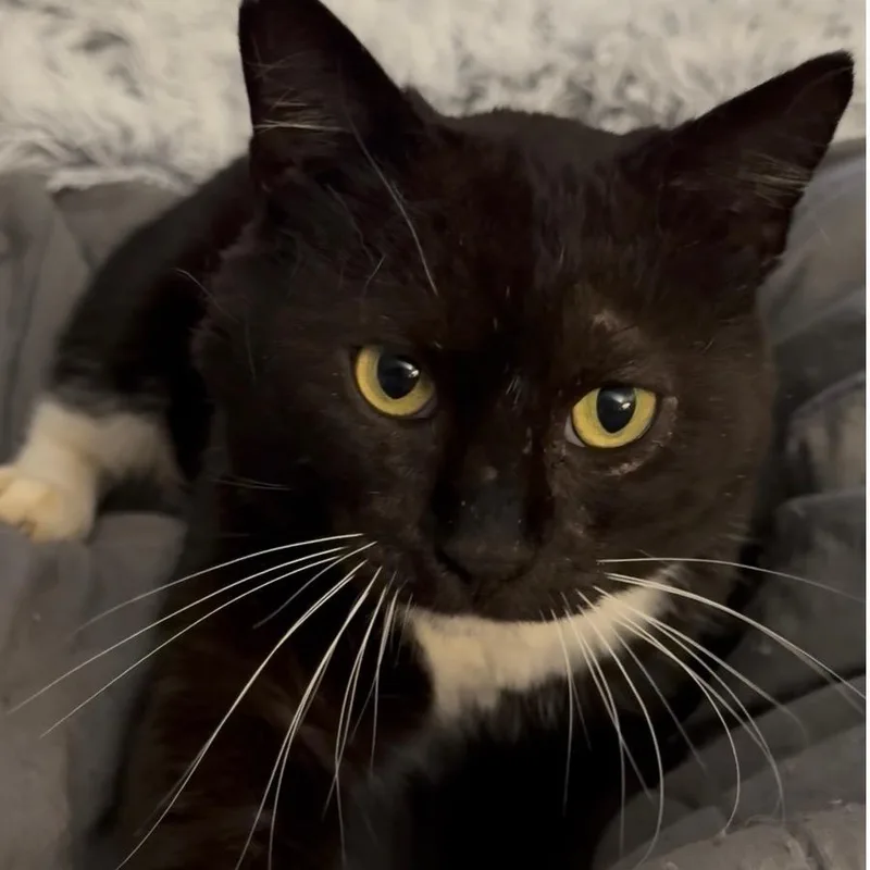 Mr.willow thumbnail 2