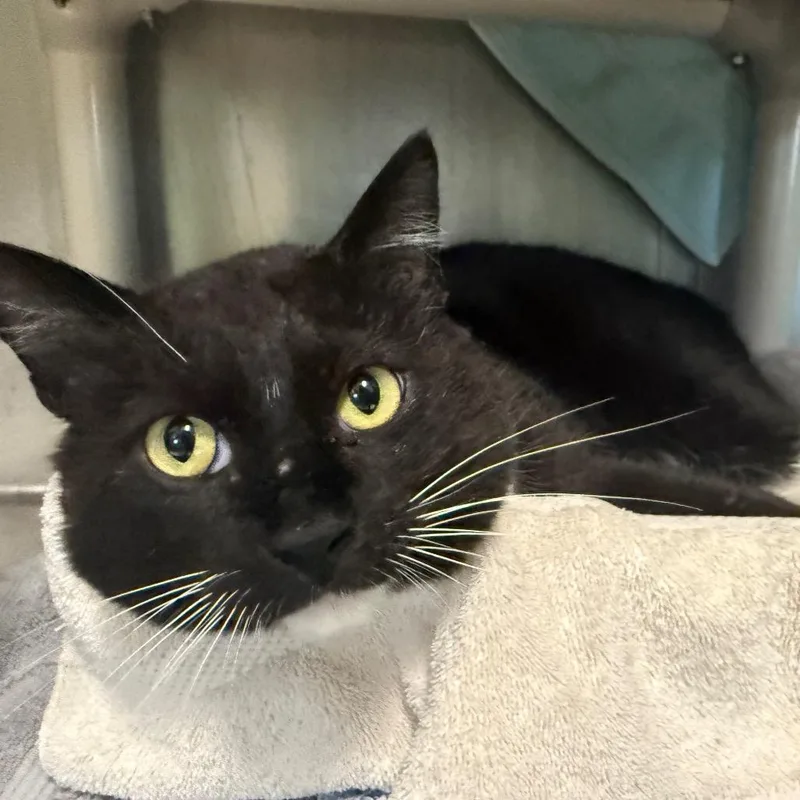 Mr.willow thumbnail 3