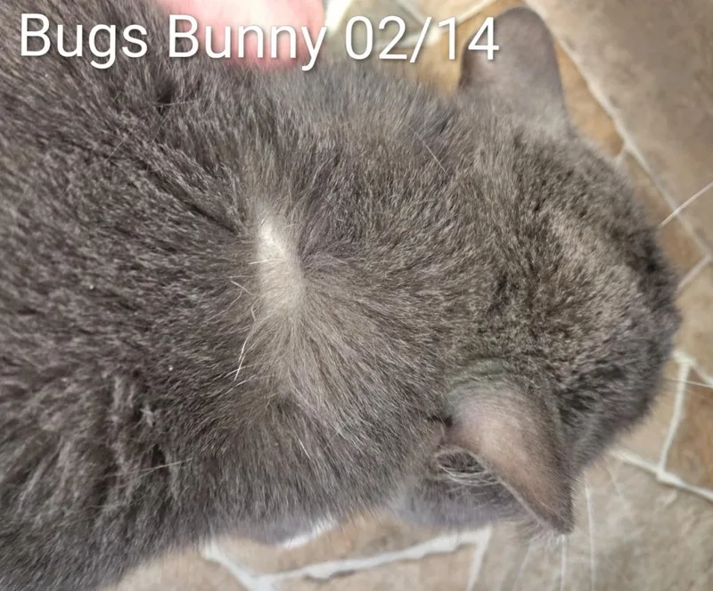 Bugs Bunny thumbnail 2