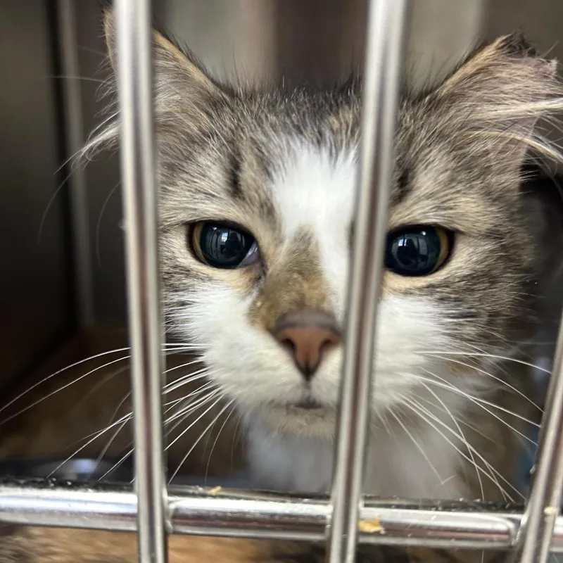 Hedgehog thumbnail 2