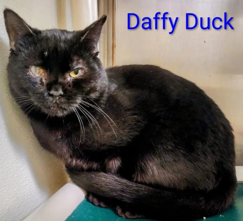 Daffy Duck thumbnail 2