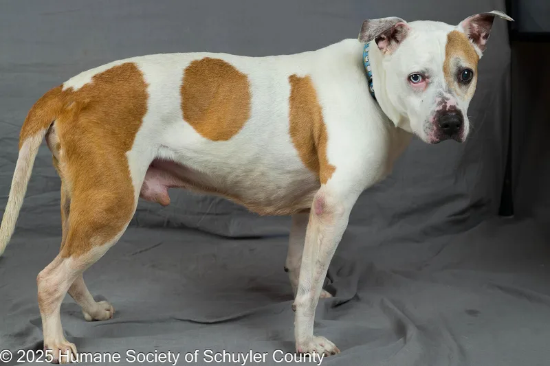 Costello thumbnail 3