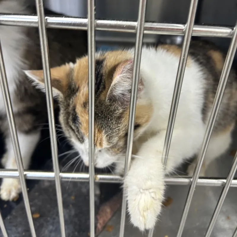 Squirrel thumbnail 2