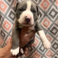 Francesca thumbnail 2