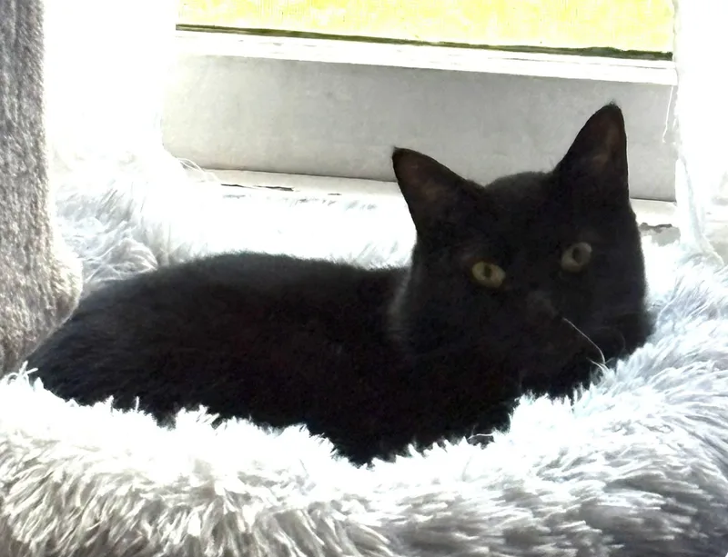 Beautiful Bijou thumbnail 4