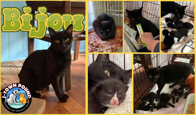 Beautiful Bijou thumbnail 5