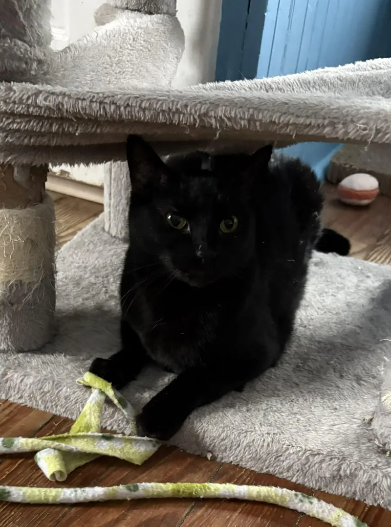 Beautiful Bijou thumbnail 6