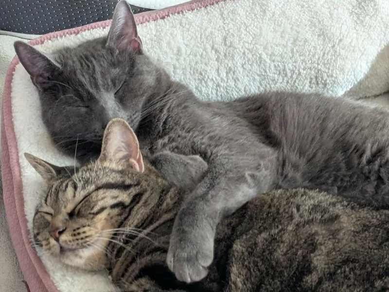 Moonshine thumbnail 2