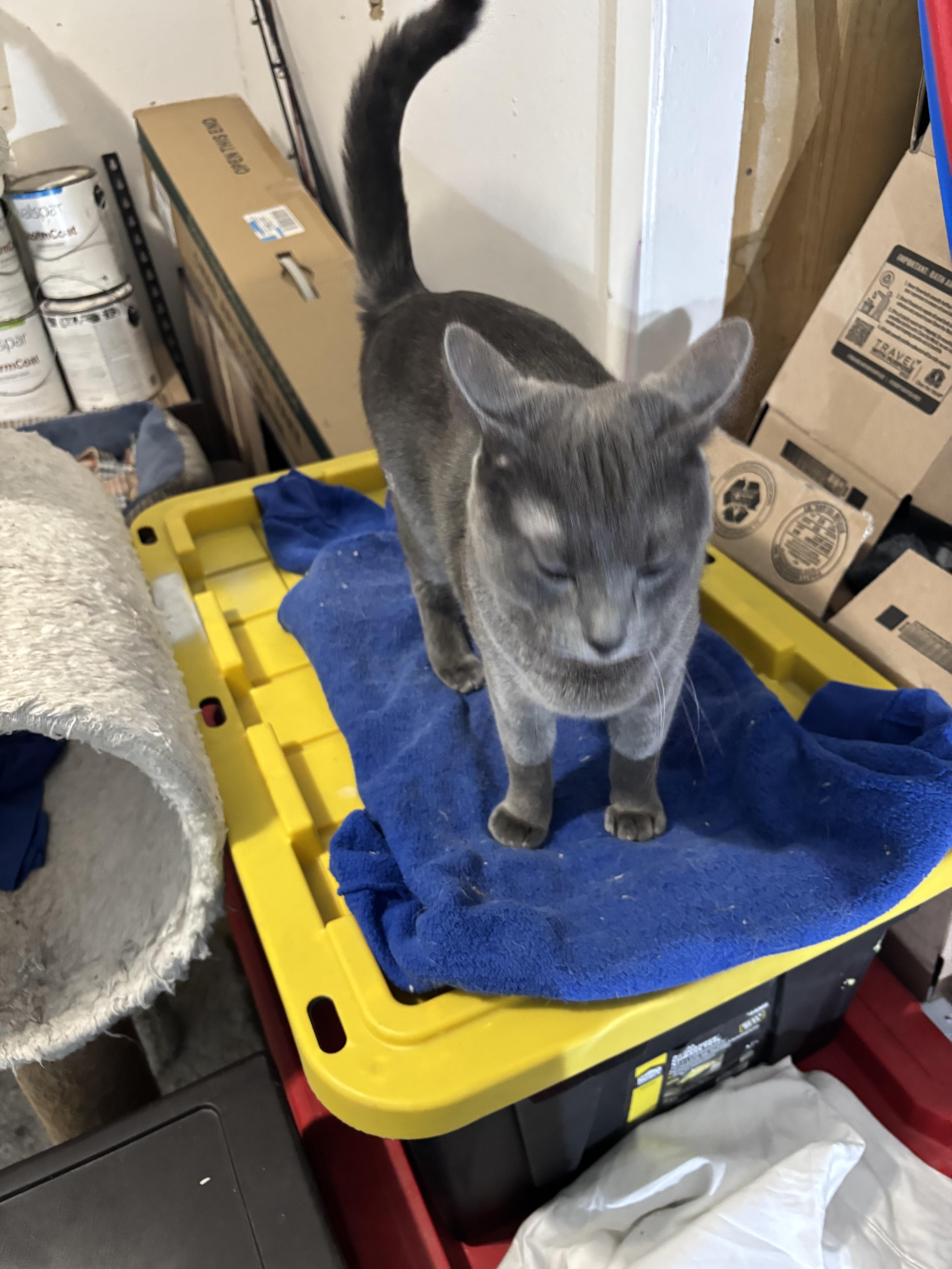 Moonshine thumbnail 3