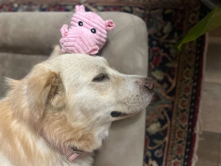 Kristoff thumbnail 3