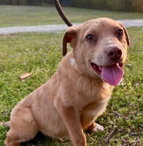 Pup Bryce thumbnail 2