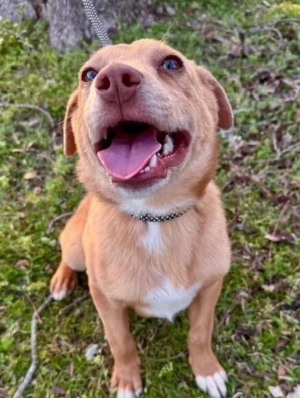 Pup Bryce thumbnail 3