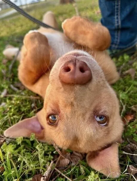 Pup Bryce thumbnail 4