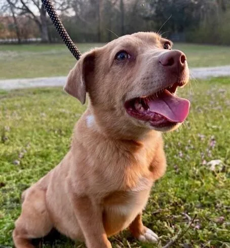 Pup Bryce thumbnail 5